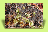 peat moss deposit